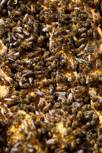 Bees Swarming Feeding Comb Hive — Stock Photo, Image