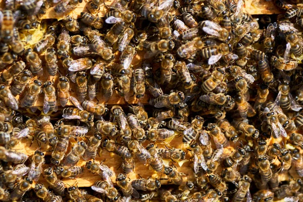 Μέλισσες Συνωστίζονται Και Τρέφονται Από Χτένα Μέσα Στην Κυψέλη — Φωτογραφία Αρχείου