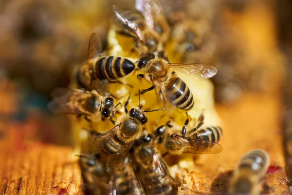 Bees Swarming Feeding Comb Hive — Stock Photo, Image