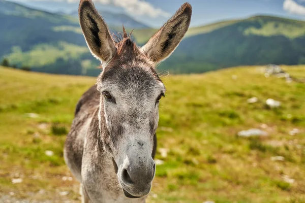 Young donkey in the mountains with a pasture behind