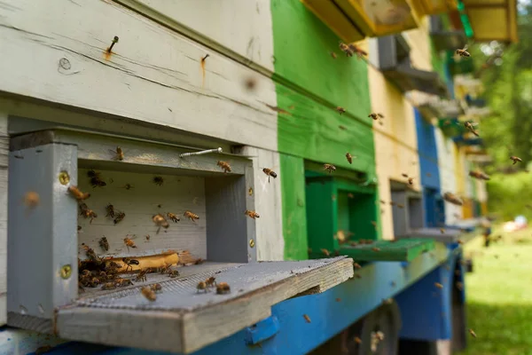 Primer Plano Colmenas Abejas Rodeadas Abejas — Foto de Stock