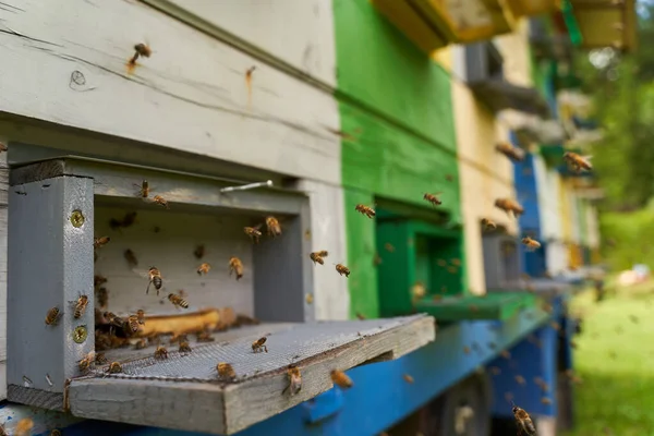 벌들이 떼지어 모이는 벌통의 봉오리 — 스톡 사진