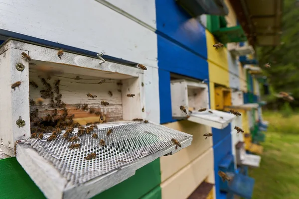 Primer Plano Colmenas Abejas Rodeadas Abejas — Foto de Stock