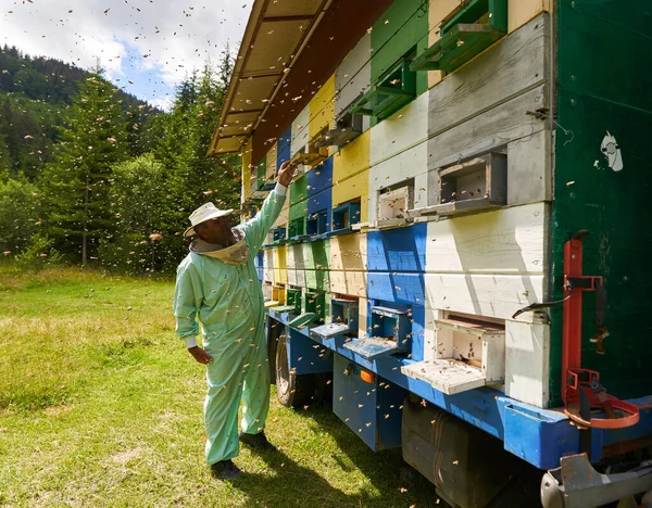 彼の栄光のじんましんをチェック全体的な保護具の養蜂家 — ストック写真