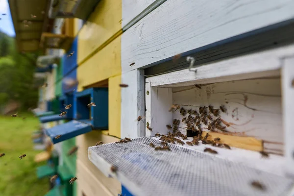 Primer Plano Colmenas Abejas Rodeadas Abejas — Foto de Stock