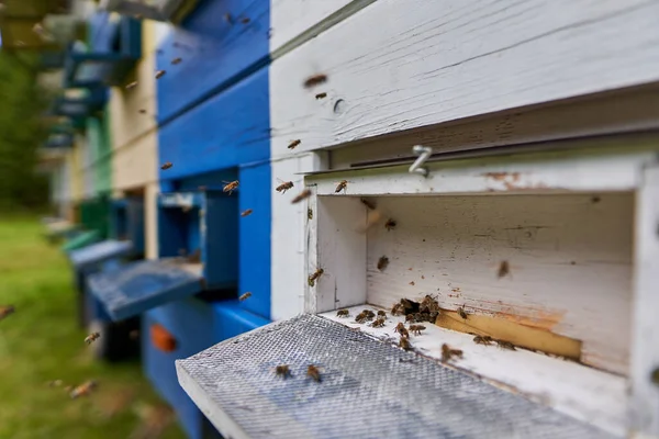 Arı Kovanlarının Geniş Açılı Yakın Çekim Alanı — Stok fotoğraf