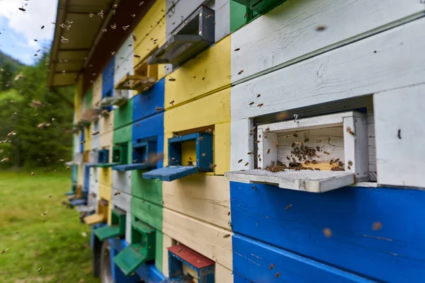 Primer Plano Colmenas Abejas Rodeadas Abejas — Foto de Stock