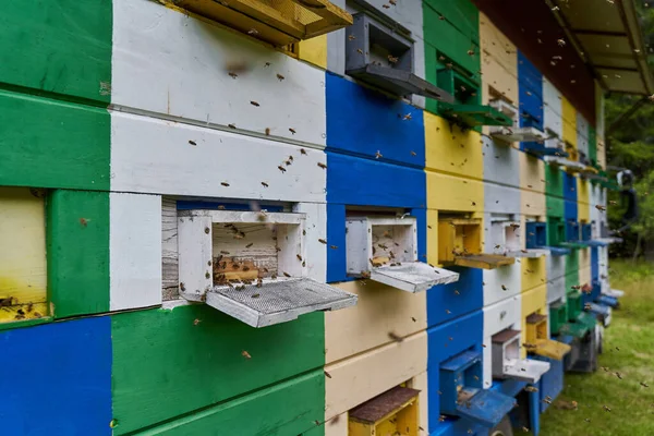Weitwinkel Nahaufnahme Von Bienenstöcken Mit Bienenschwärmen — Stockfoto