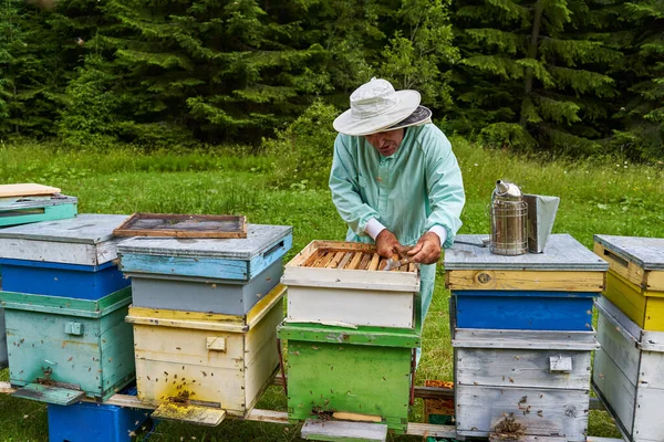 Eenhandige Imker Die Kammen Uit Bijenkorven Haalt — Stockfoto