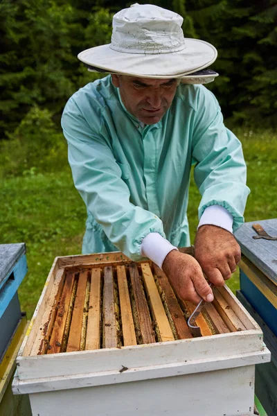 Ein Handverlesener Imker Holt Die Waben Aus Den Bienenstöcken — Stockfoto