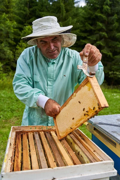 Ein Handverlesener Imker Holt Die Waben Aus Den Bienenstöcken — Stockfoto