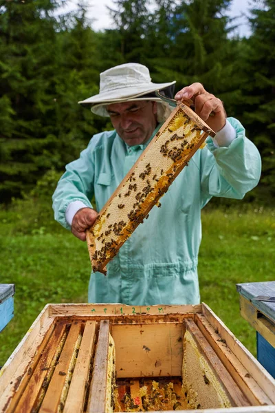 Ein Handverlesener Imker Holt Die Waben Aus Den Bienenstöcken — Stockfoto