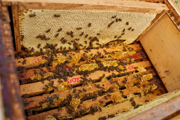 Combs full of honey getting extracted from the bee hive