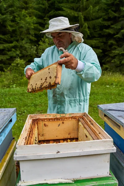 Eenhandige Imker Die Kammen Uit Bijenkorven Haalt — Stockfoto