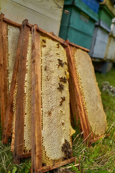 蜂の巣から抽出された蜂蜜の完全な櫛 — ストック写真