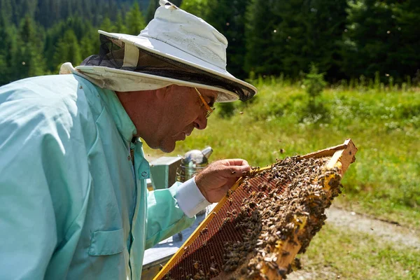 Beekeeper extracting the hive full of honey from the crate