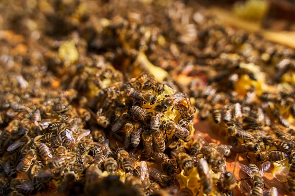 Méhek Nyüzsögnek Táplálkoznak Kaptárban Lévő Fésűből — Stock Fotó