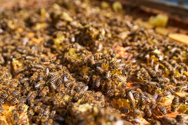 蜂が群がって巣の中の櫛に餌をやる — ストック写真