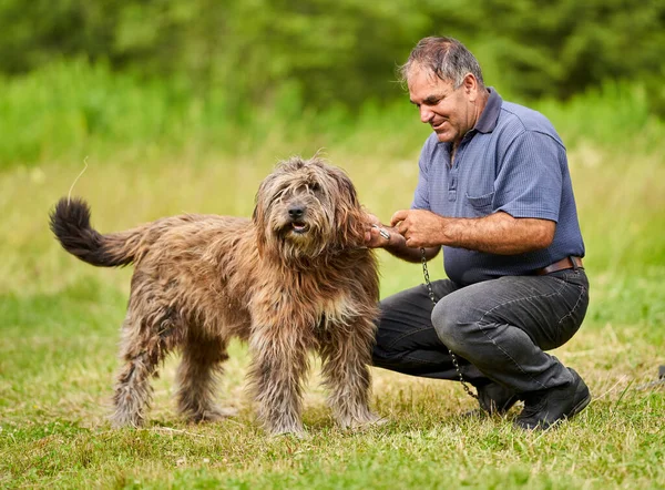 Gammal Man Med Stor Herde Vakthund Spelar Utomhus — Stockfoto