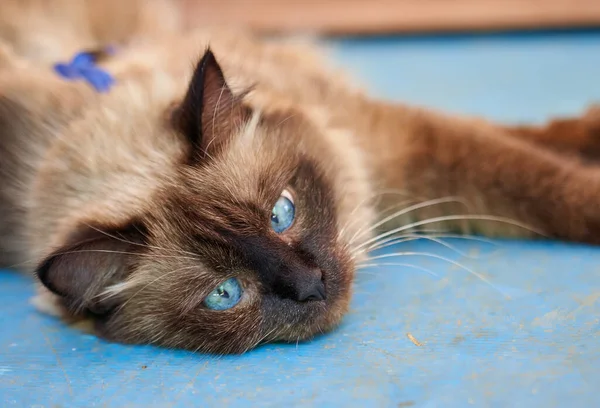 Primer Plano Gato Perezoso Con Ojos Azules — Foto de Stock