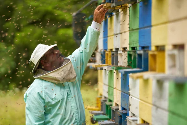 Μελισσοκόμος Συνολικά Προστατευτικό Εξοπλισμό Ελέγχου Των Κυψελών Στο Φορτηγό Του Εικόνα Αρχείου