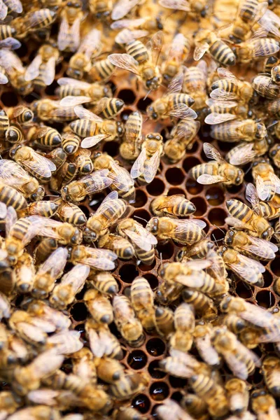 Arılar Kovanın Içindeki Tarakla Besleniyorlar Telifsiz Stok Imajlar