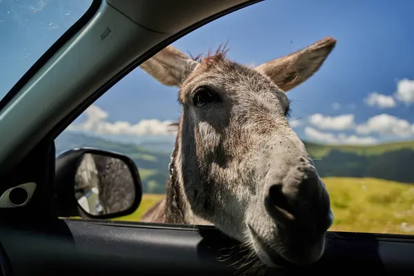 Lindo Burro Montaña Clavando Cabeza Por Ventana Del Coche Imagen de archivo