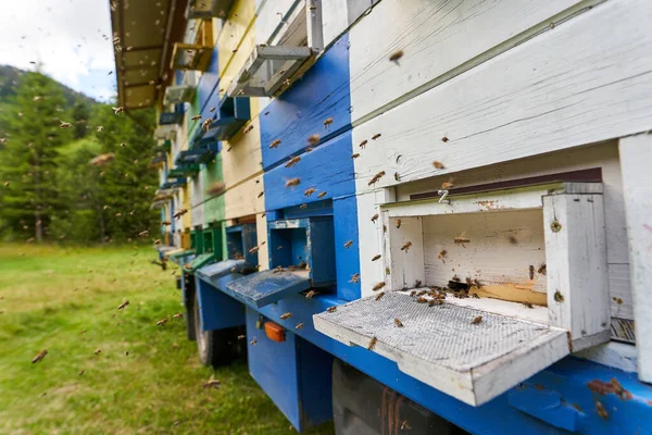 Weitwinkel Nahaufnahme Von Bienenstöcken Mit Bienenschwärmen Stockbild