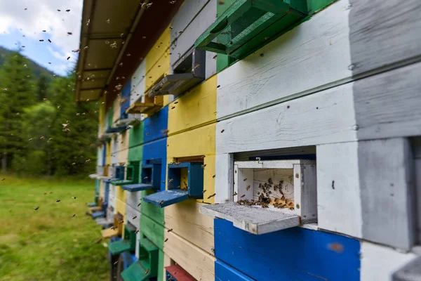 Gros Plan Des Ruches Abeilles Avec Des Abeilles Grouillant Autour Image En Vente