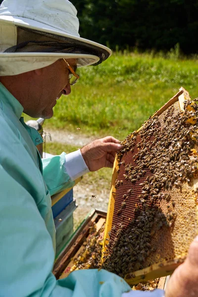 養蜂家抽出蜂の巣から蜂蜜の完全な ストックフォト