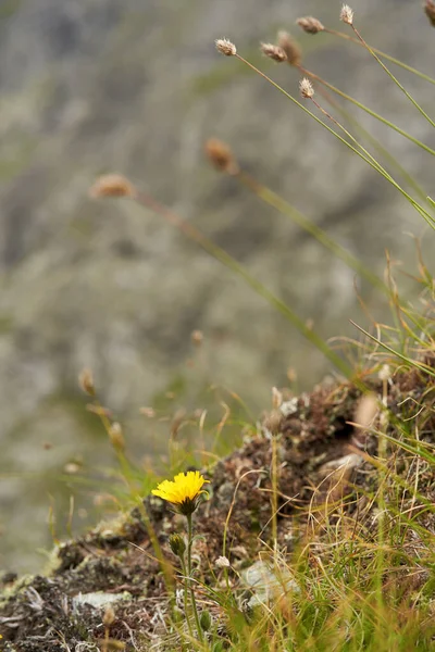 Gros Plan Rochers Granit Sur Une Montagne — Photo