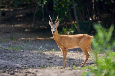 Yetişkin erkek geyik, yumurtalı geyik, ormanda.