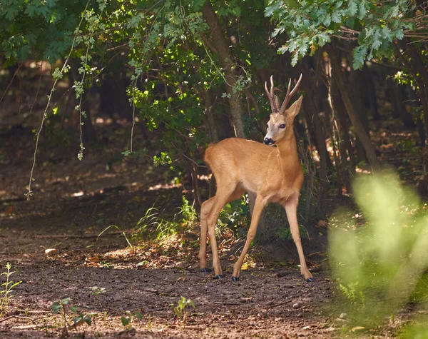 Dospělý Roebuck Srnčí Samec Lese — Stock fotografie