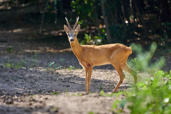 Dorosły Roebuck Samiec Sarny Lesie — Zdjęcie stockowe