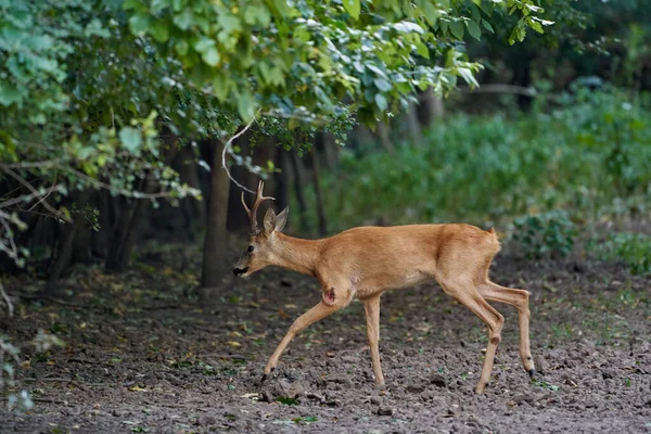 森の中の大人のげっ歯類の鹿のオス — ストック写真