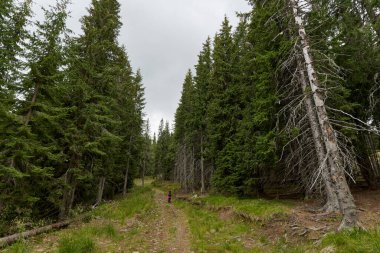 Dağlarda çam ormanları arasında yürüyüş yapan bir kadın.