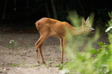 Ormandaki genç bir geyiğin portresi.