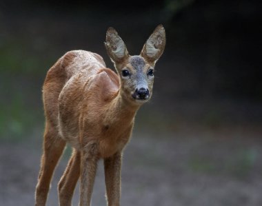 Ormandaki genç bir geyiğin portresi.