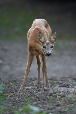 Ormandaki genç bir geyiğin portresi.