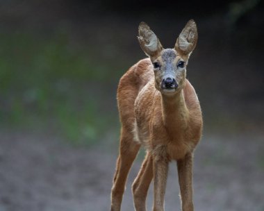 Ormandaki genç bir geyiğin portresi.