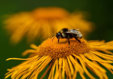 Sarı papatyadaki yaban arısına yaklaş.