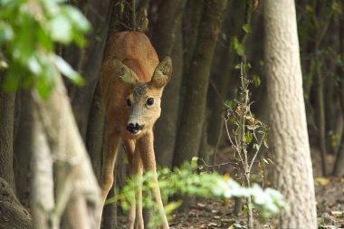 Ormandaki genç bir geyiğin portresi.