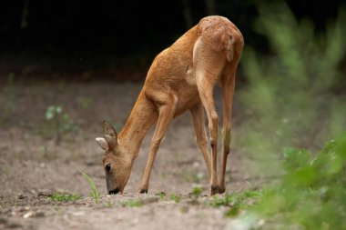 Ormandaki genç bir geyiğin portresi.
