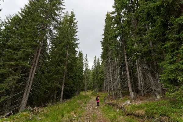 Mujer Una Ruta Senderismo Las Montañas Entre Bosques Pinos —  Fotos de Stock