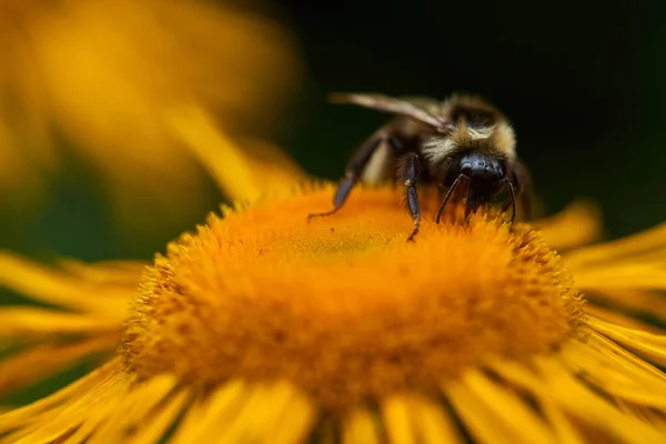 Gros Plan Sur Bourdon Sur Une Marguerite Jaune — Photo