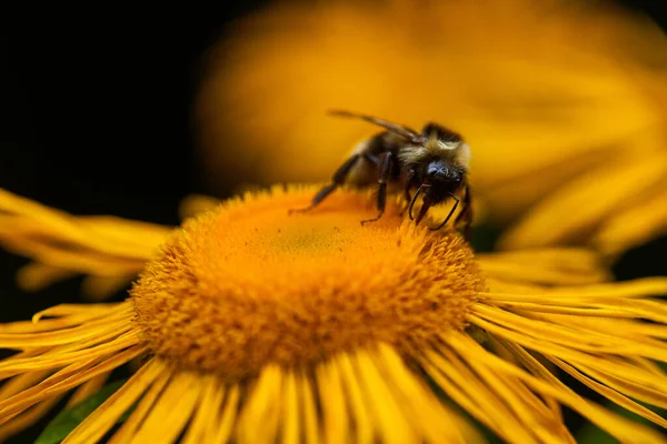 Closeup Bumblebee Yellow Daisy — Stock Photo, Image