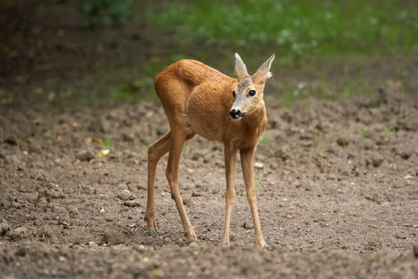 Ormandaki genç bir geyiğin portresi.
