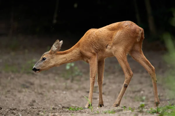 Portret Van Een Jong Reeën Hert Het Bos — Stockfoto