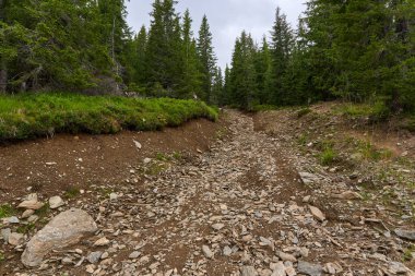 Offroad patikası ve orman boyunca toprak bir yolda izler.