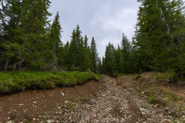 Offroad patikası ve orman boyunca toprak bir yolda izler.